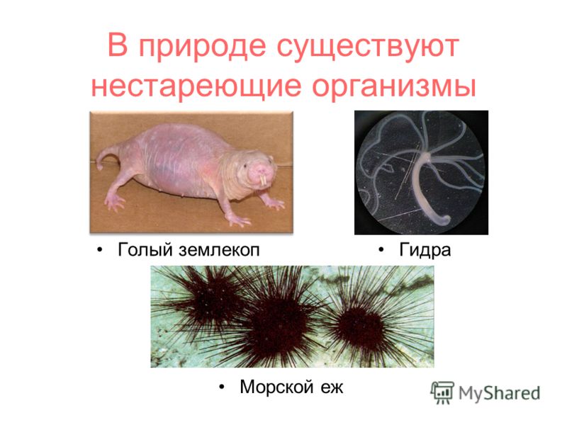 Прямая ссылка на кракен